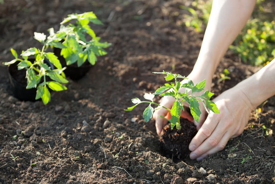tomatoes being planted in garden