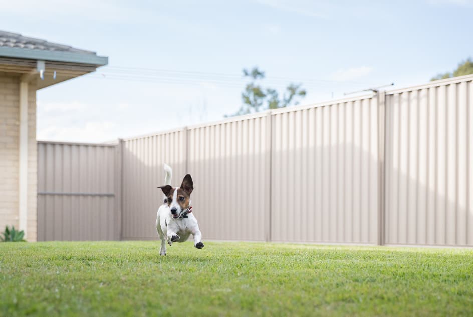 jack russel running in domestic garden
